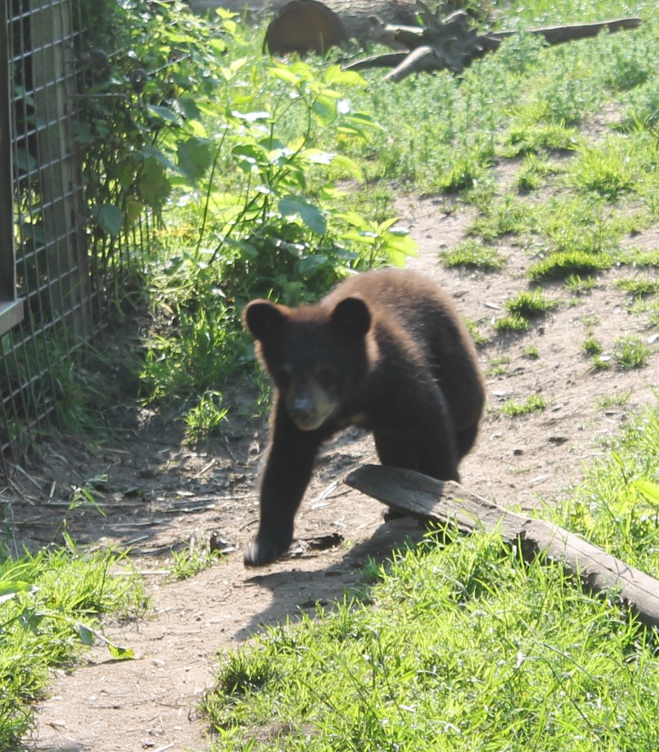 Young American black bear