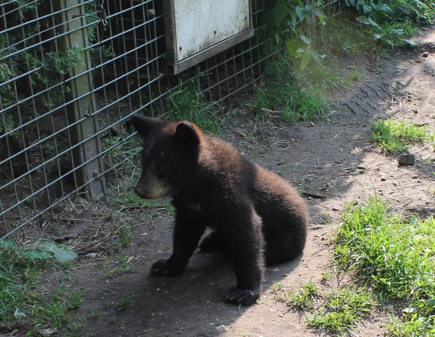 Young American black bear