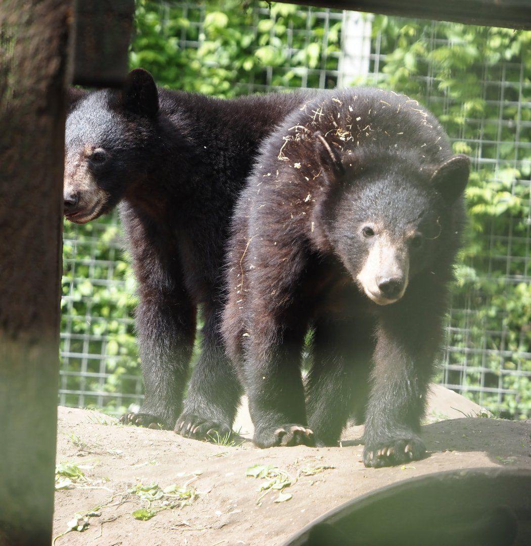 Young American black bears (Ursus americanus), 2024-04-14