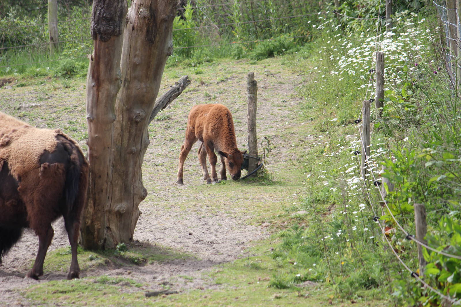 Young American plains bison