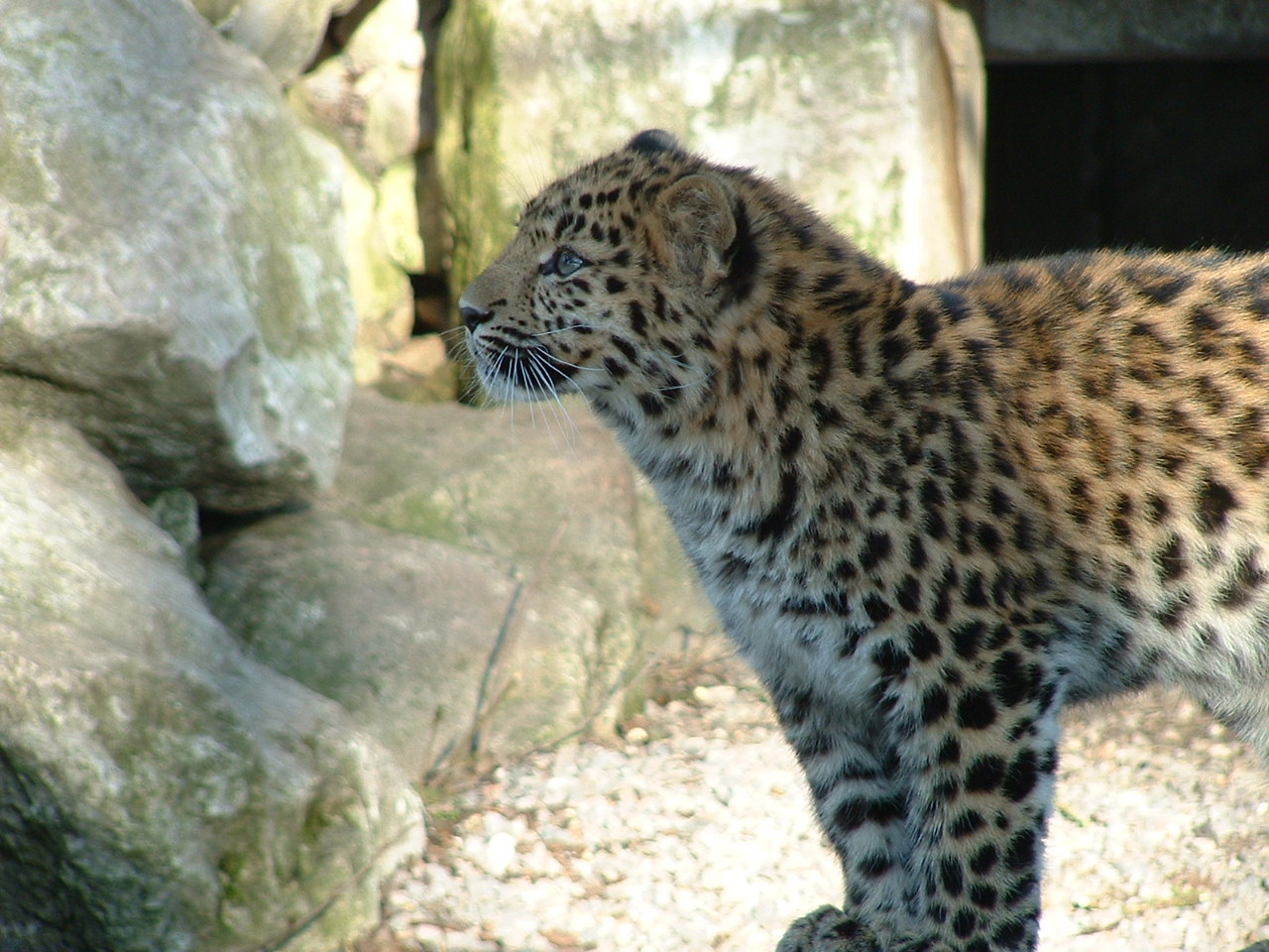 Young Amur Leopard - Marwell 2006