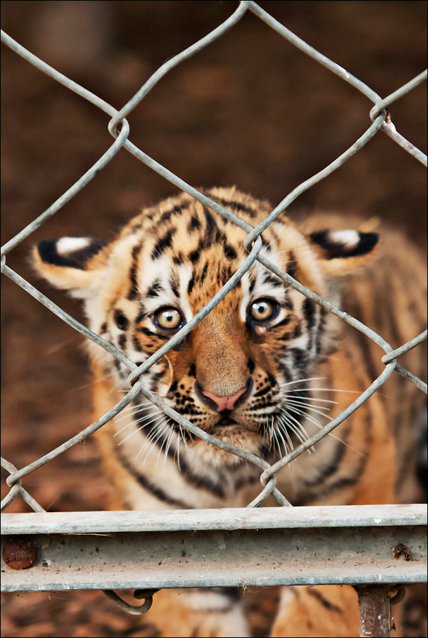 Young amur tiger at Ströhen