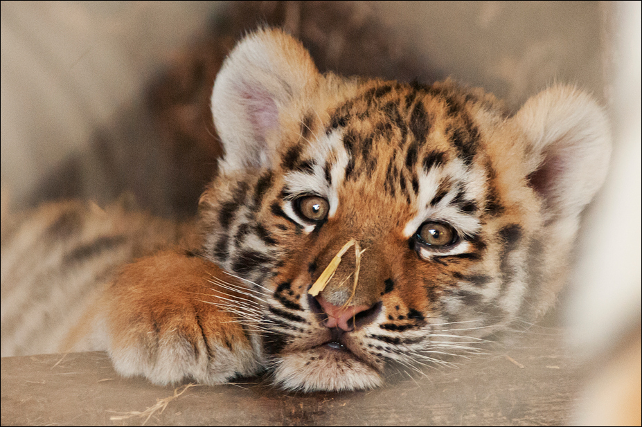 Young amur tiger at Ströhen