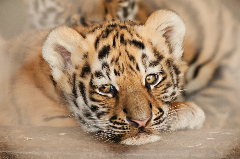 Young amur tiger at Ströhen