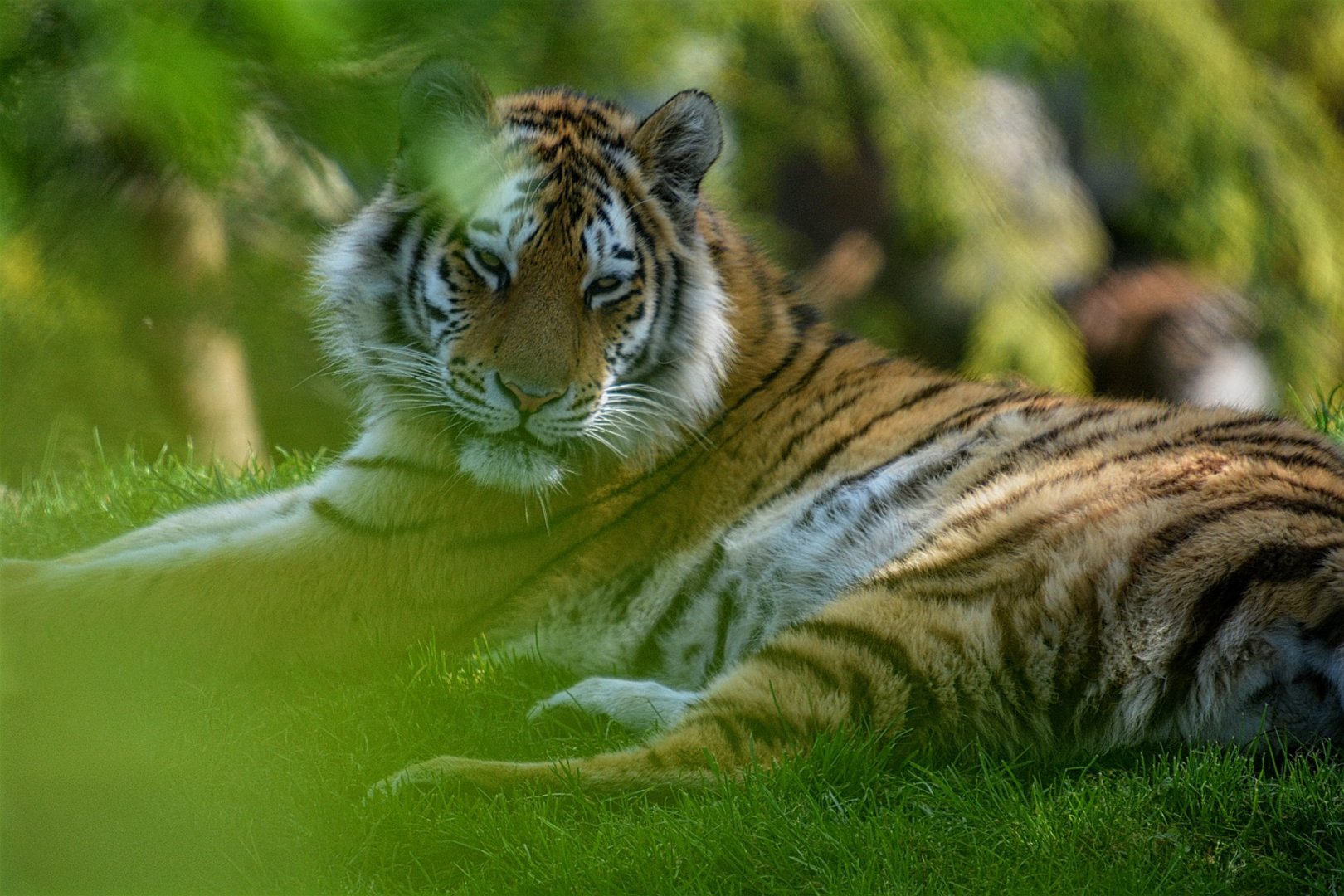 Young Amur Tiger