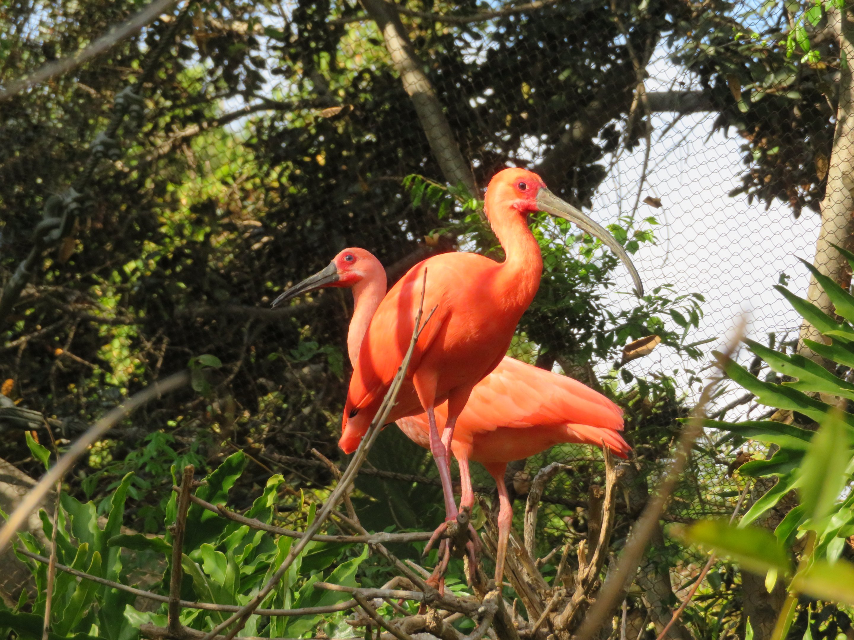 Young and Adult Scarlet Ibis