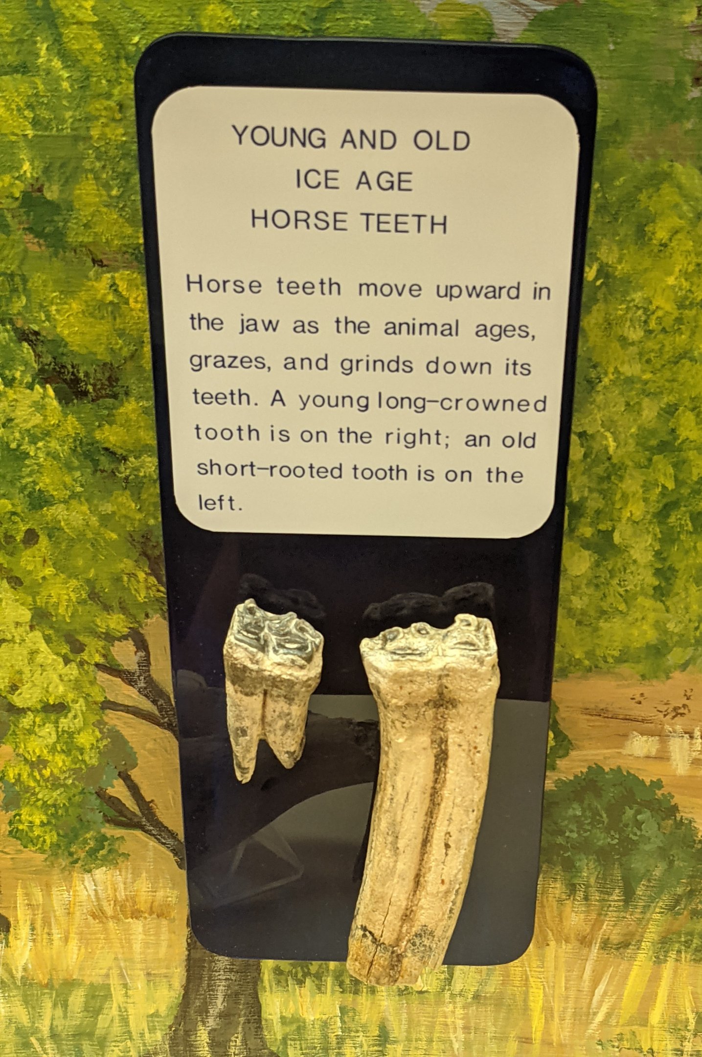 Young and old Ice Age horse teeth