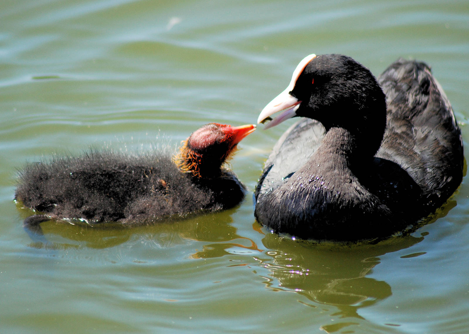 young and parent