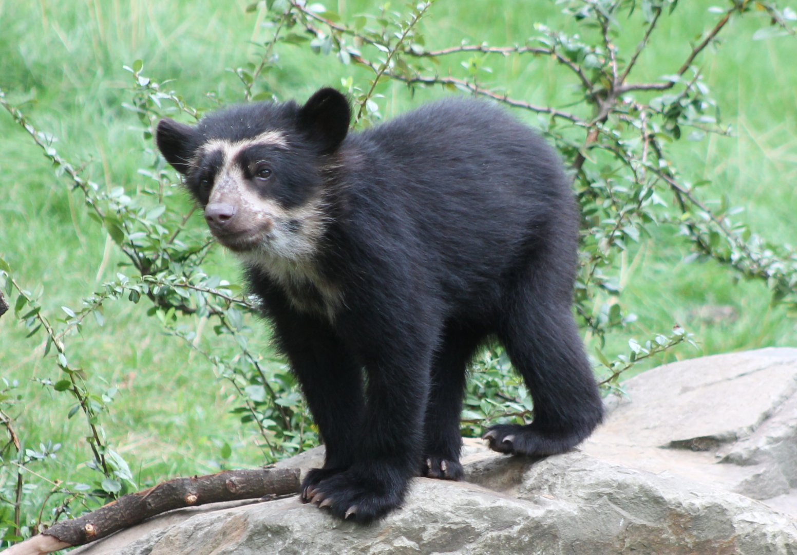 Young Andean bear