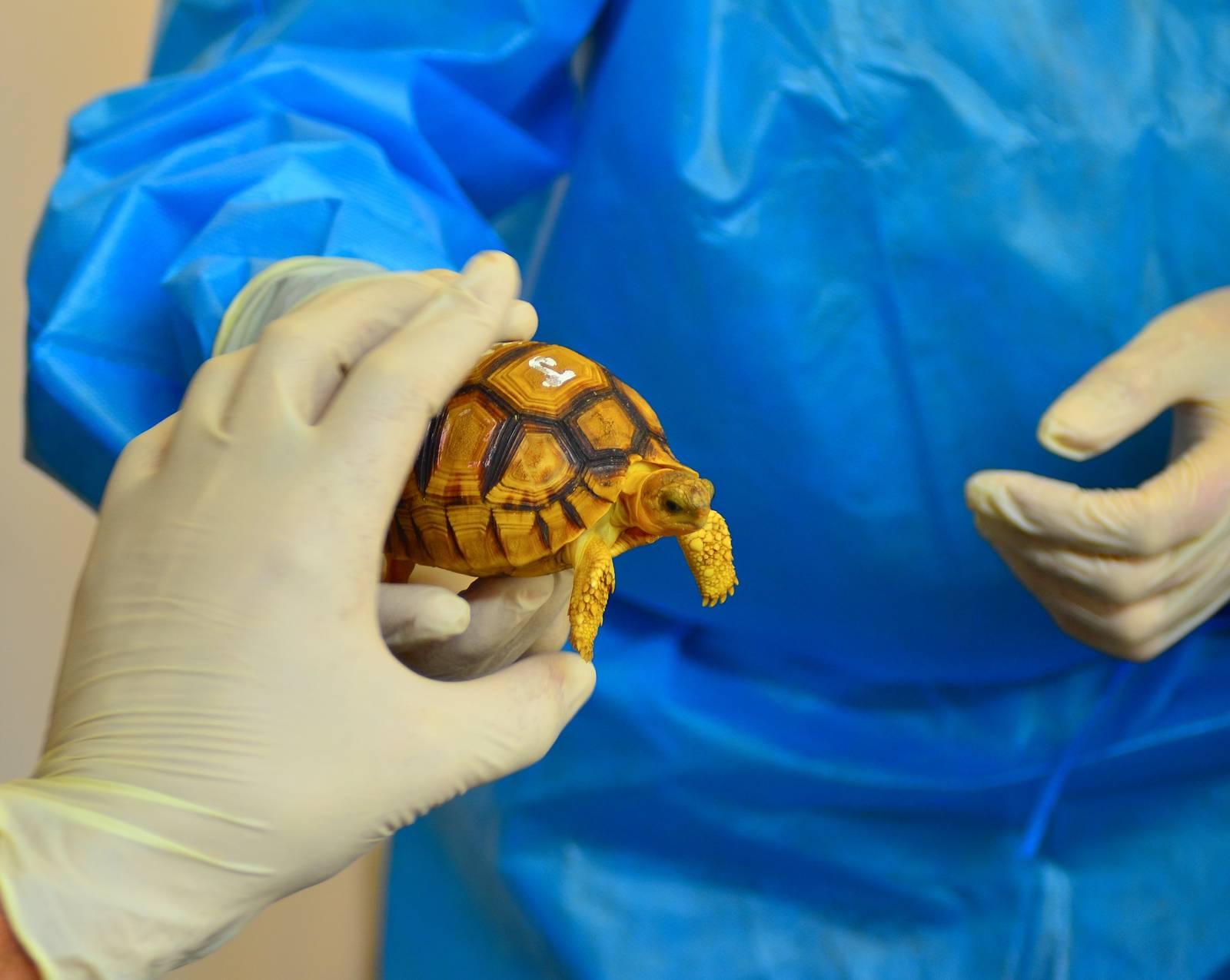 Young angonoka tortoise!