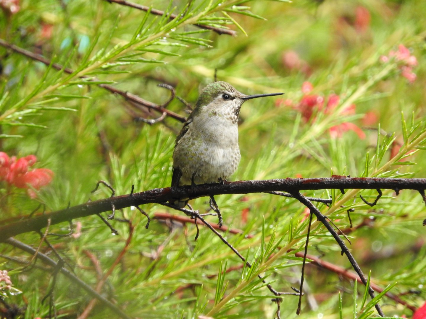 Young Anna's Hummingbird