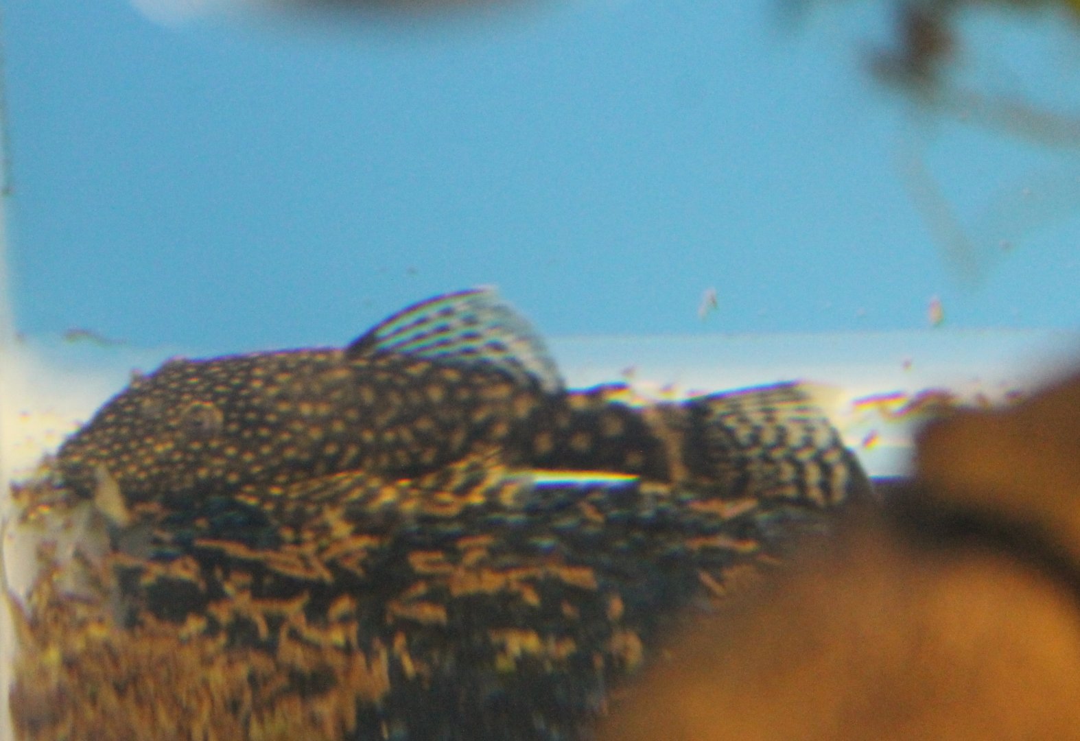 Young Anncistrus temmincki