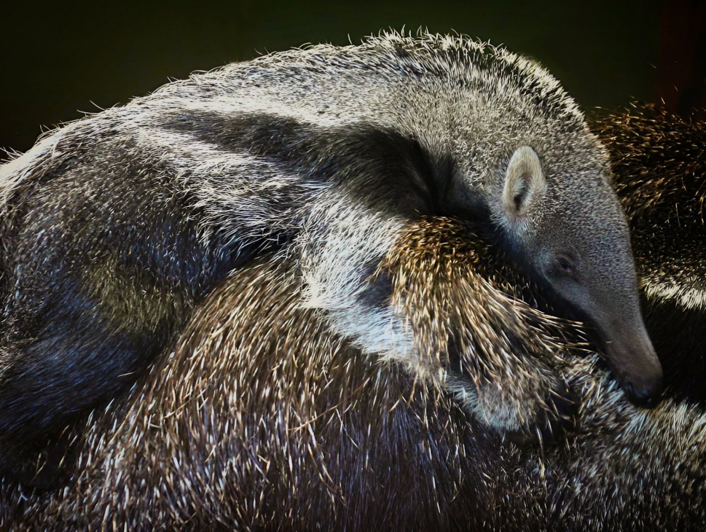 Young Anteater at Dudley Zoo