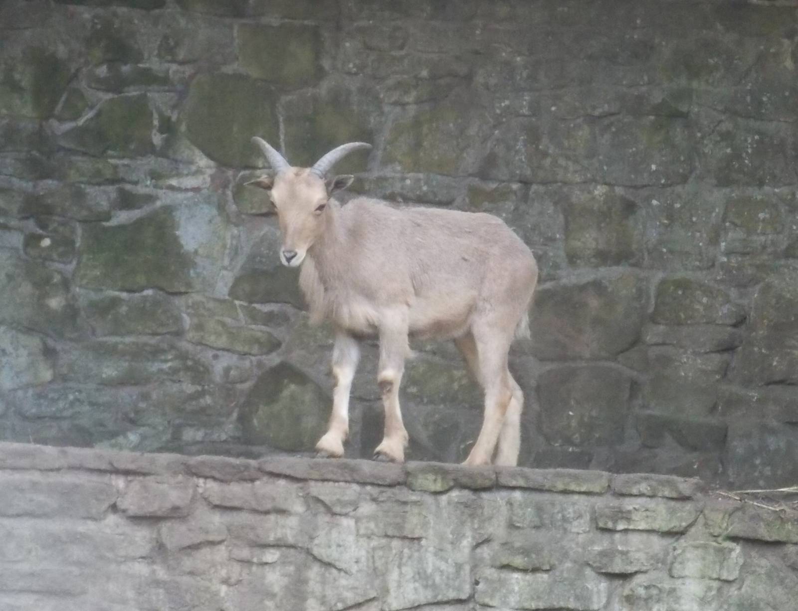 Young Aoudad