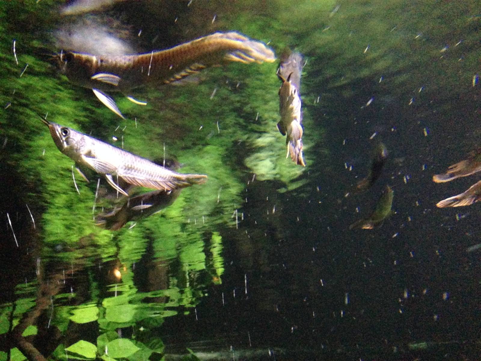 Young Arowana at Blue Planet Aquarium - 05/10/2013