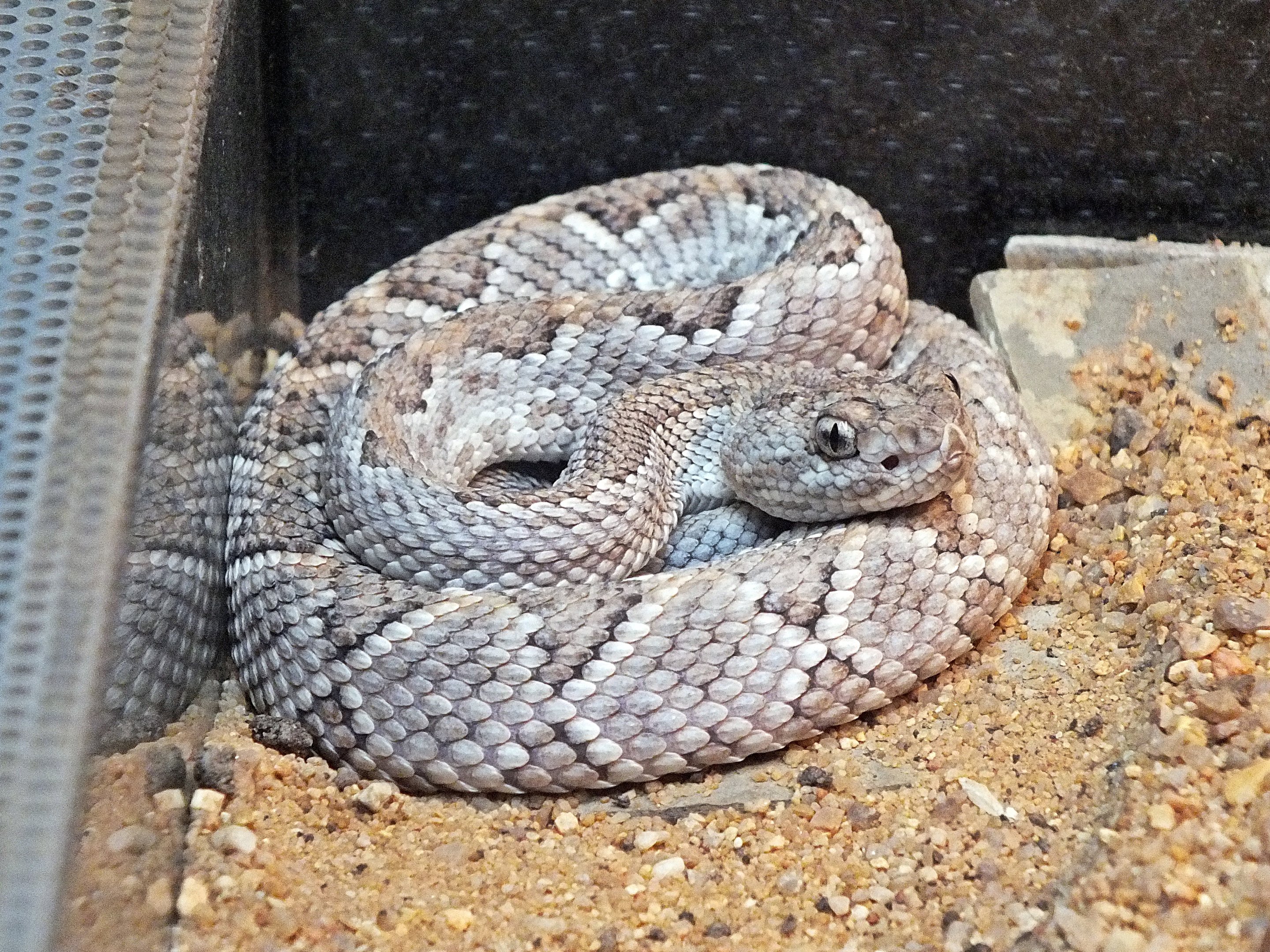 Young Aruba Island rattlesnake