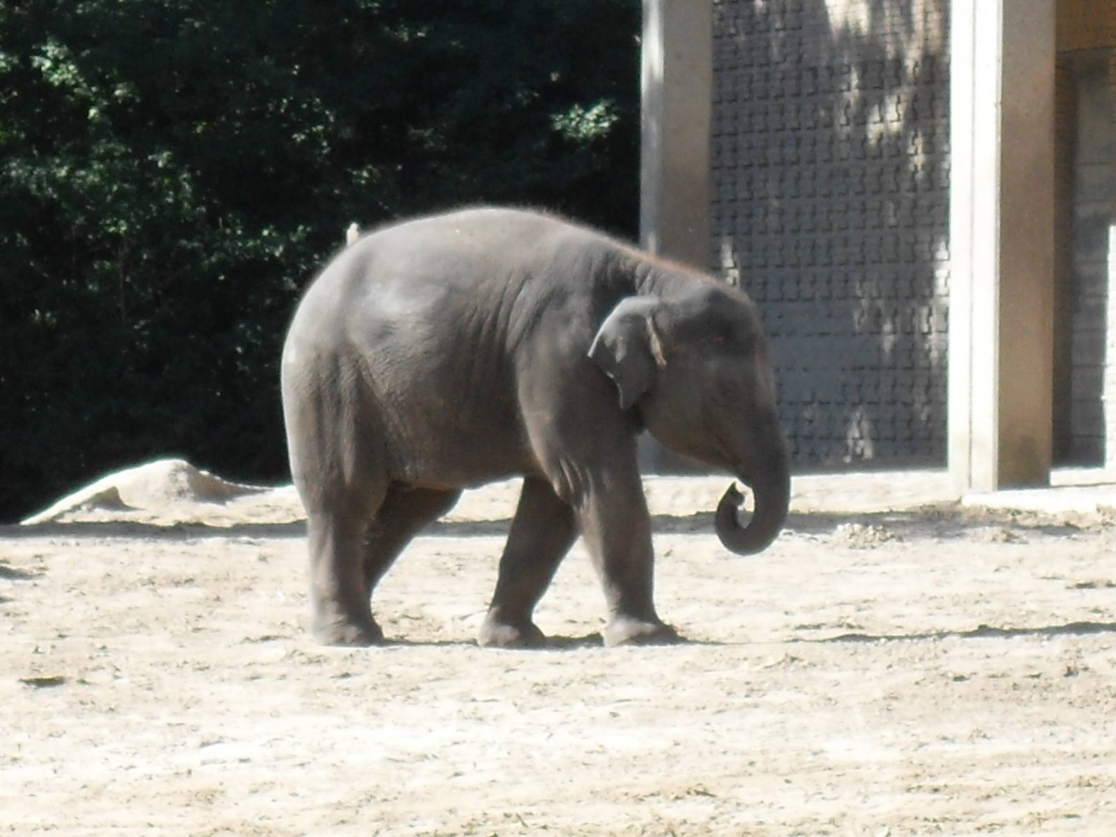 young asian elephant 030910