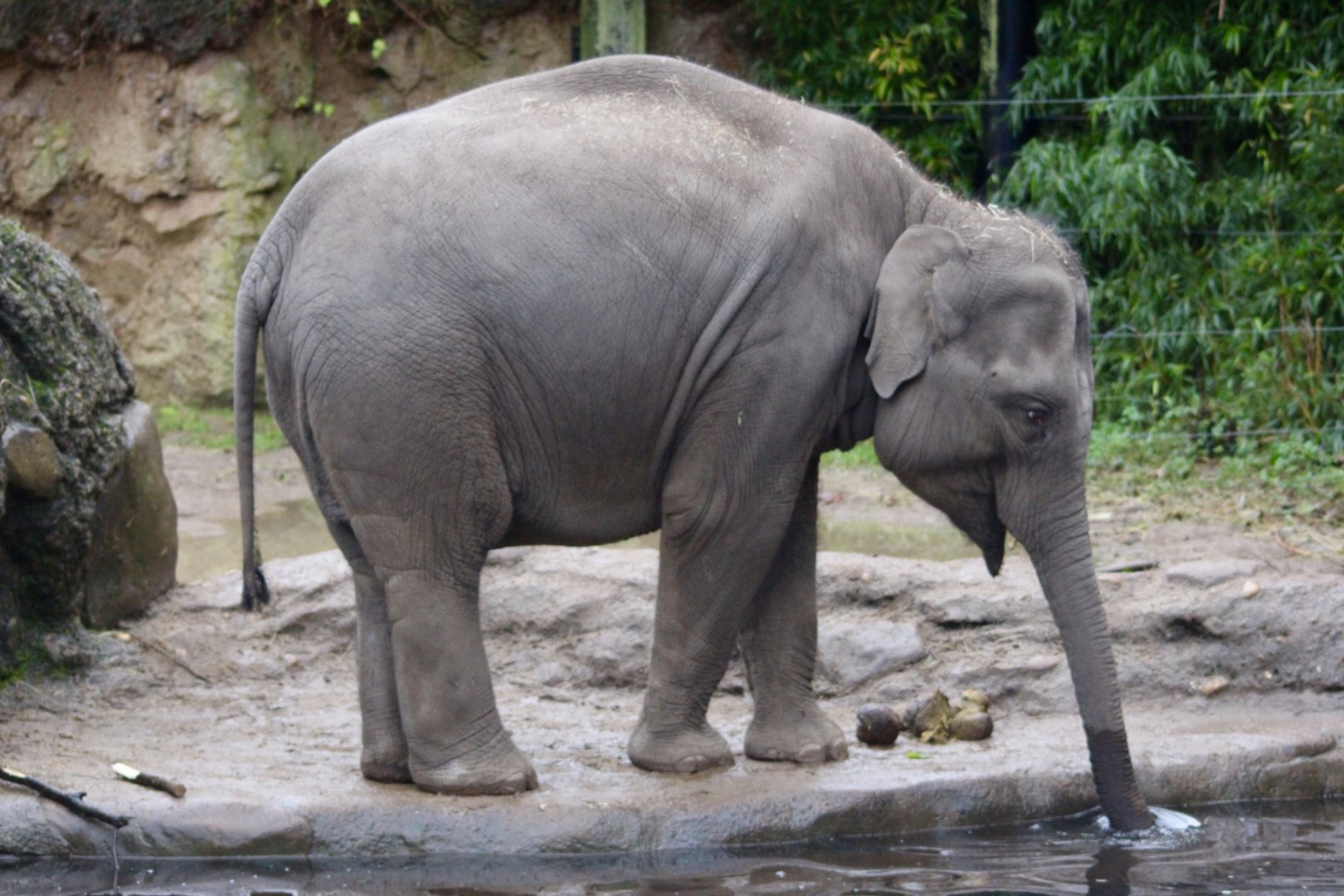 Young Asian elephant at Dublin Zoo (Elephas maximus) - 27/12/2021