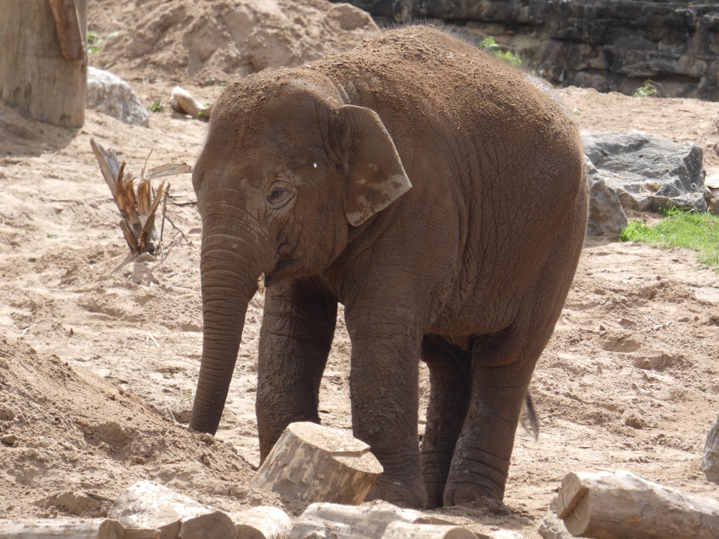 Young Asian Elephant bull