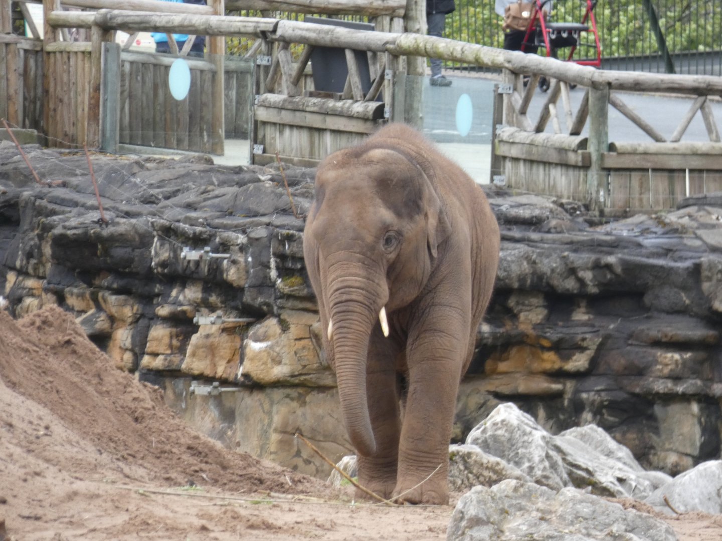 Young Asian elephant bull