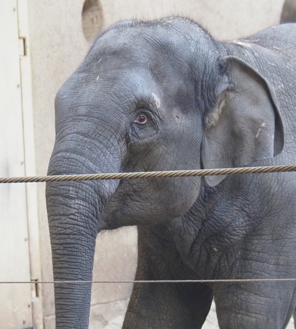 Young Asian elephant (Elephas maximus), 2022-02-12