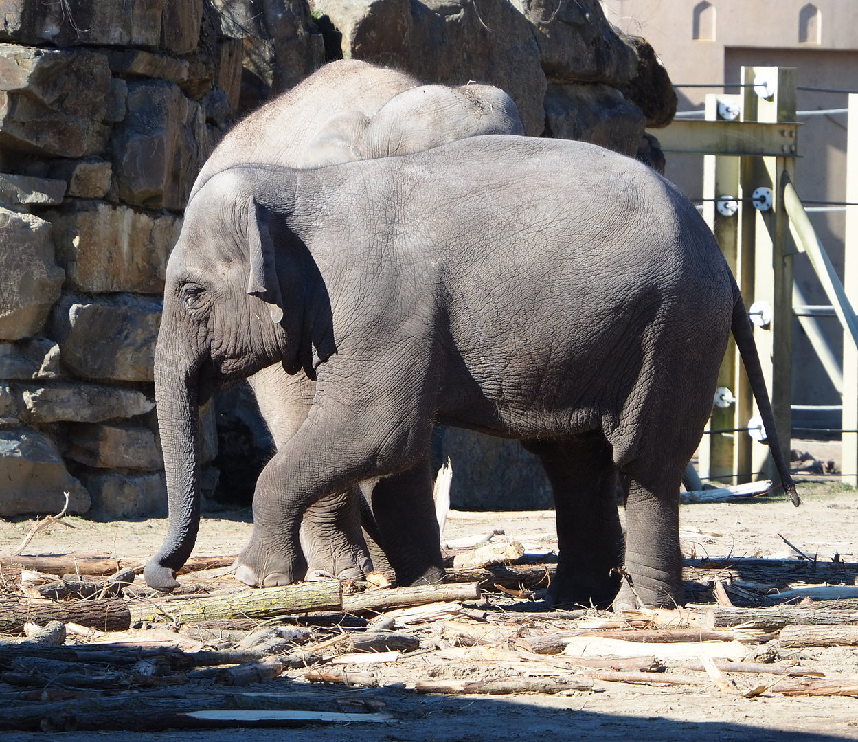 Young Asian elephant (Elephas maximus), 2022-03-08