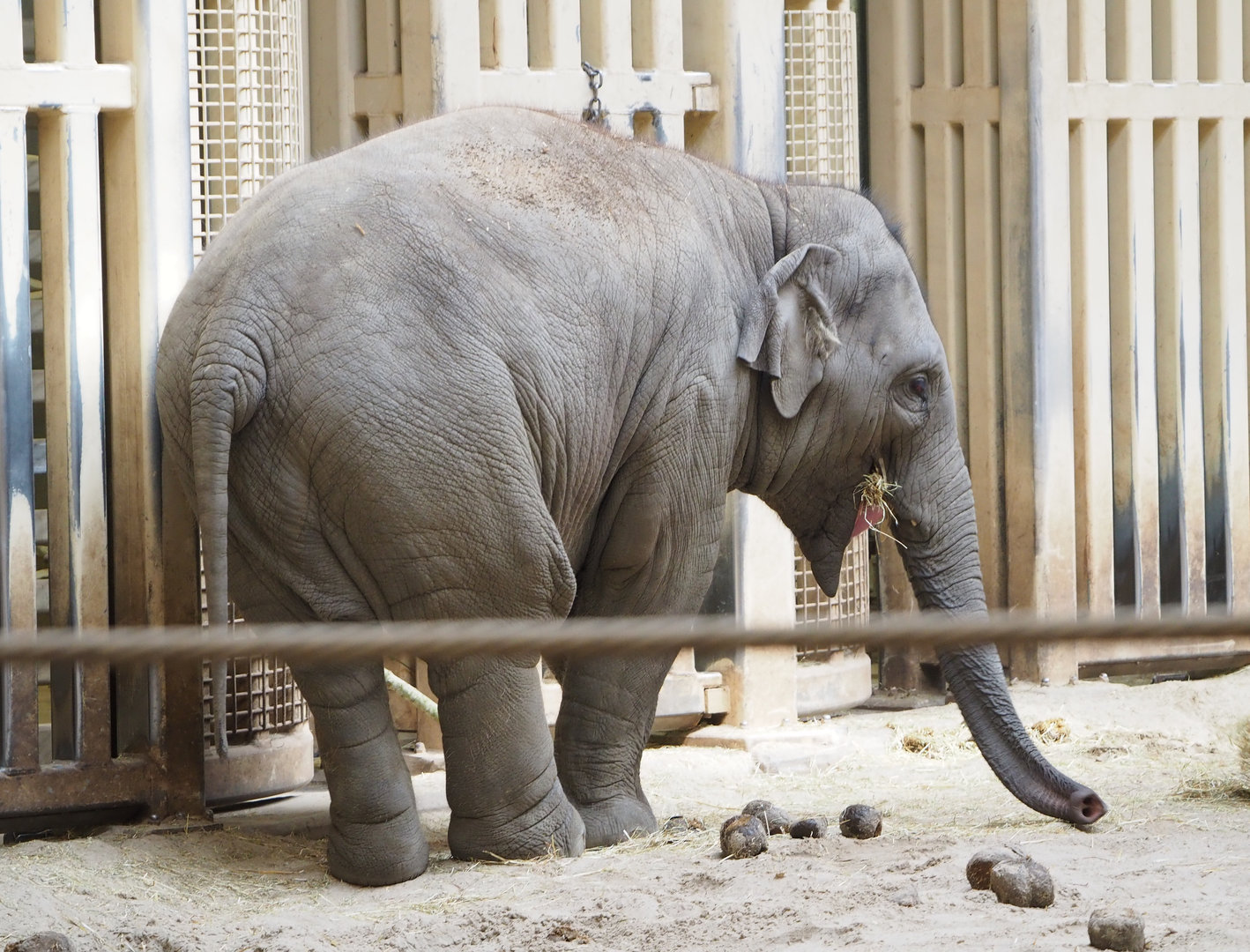 Young Asian elephant (Elephas maximus), 2022-04-12