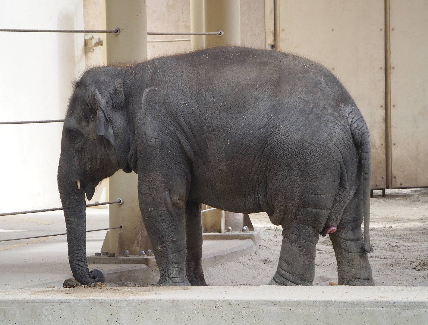 Young Asian elephant (Elephas maximus), 2022-06-15