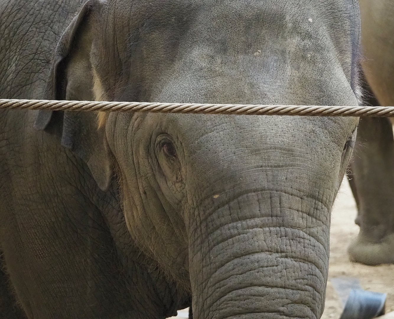 Young Asian elephant (Elephas maximus), 2022-10-19