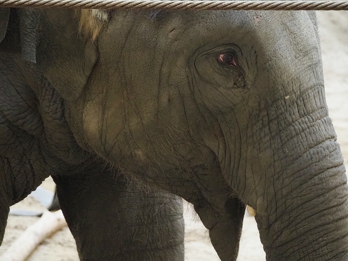 Young Asian elephant (Elephas maximus), 2022-10-19