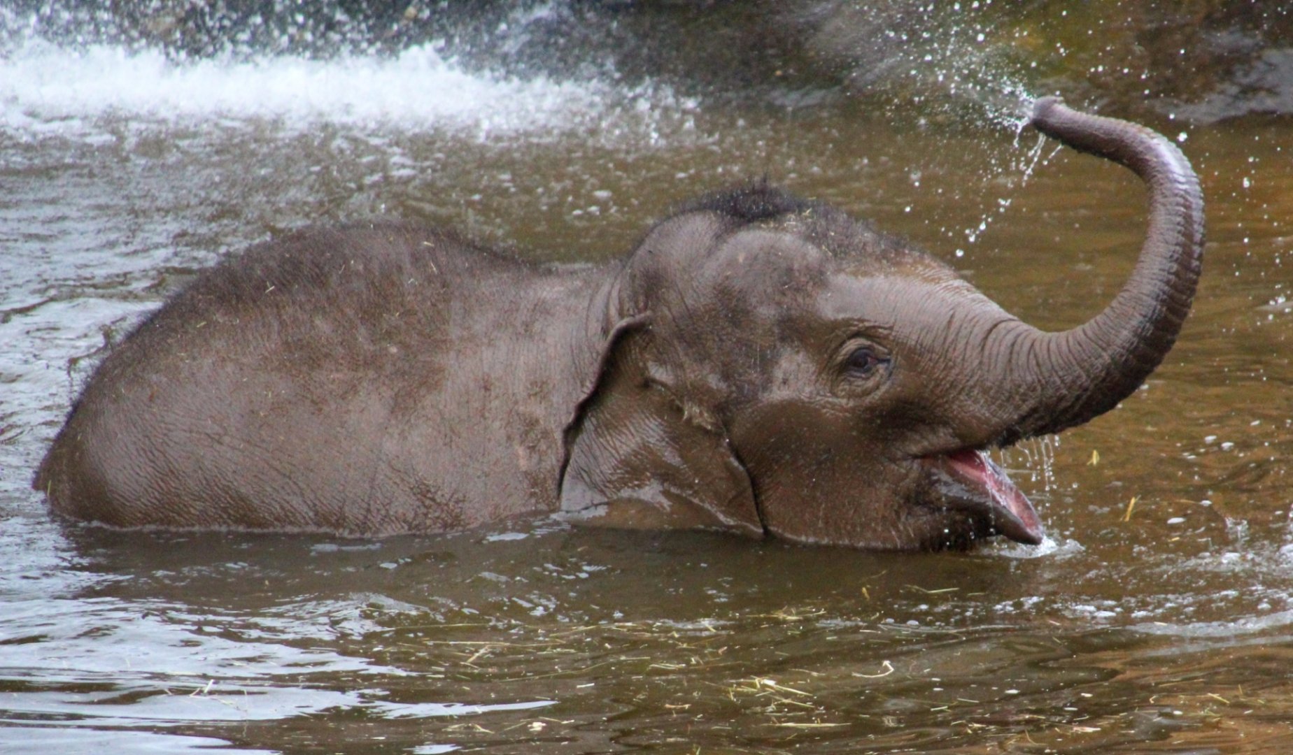 Young Asian Elephant playing in the pool