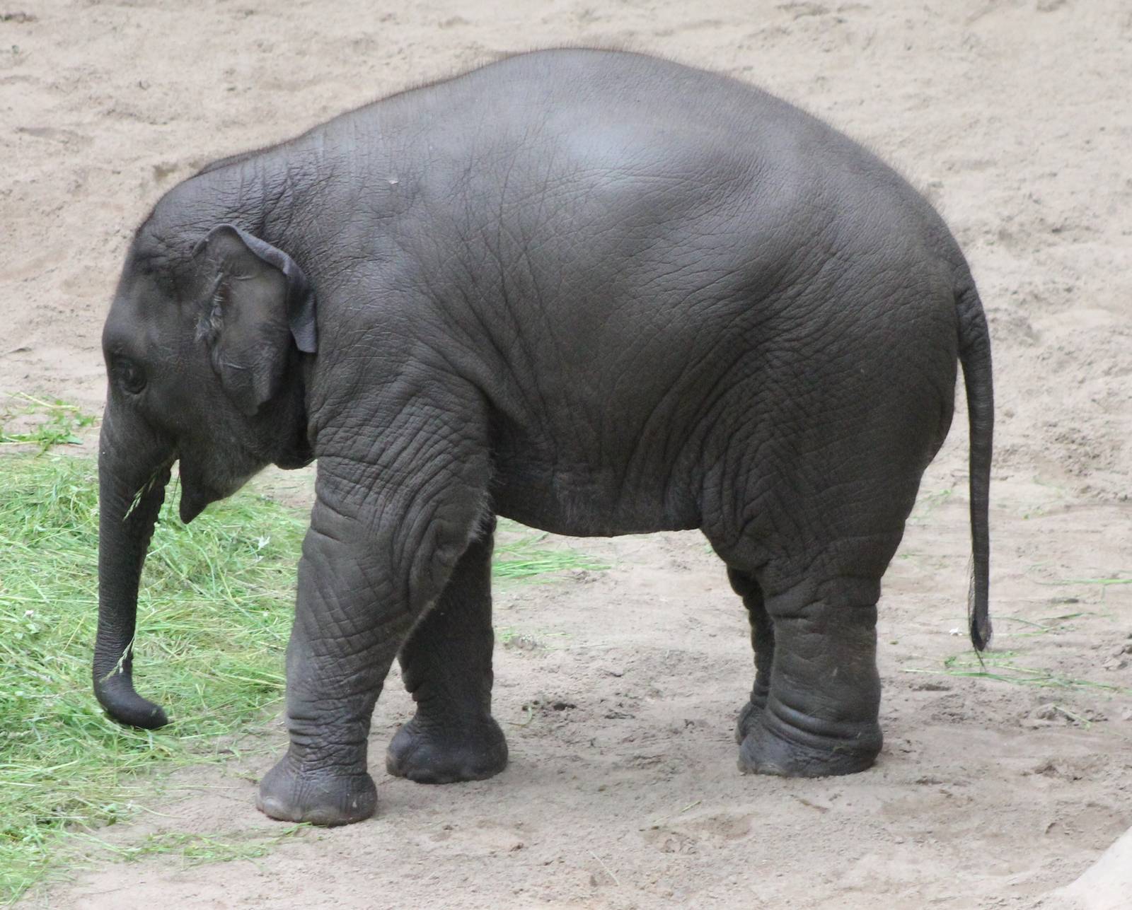 Young Asian elephant
