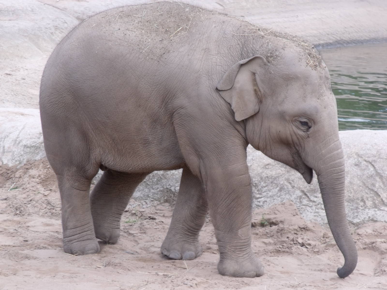 Young Asian Elephant