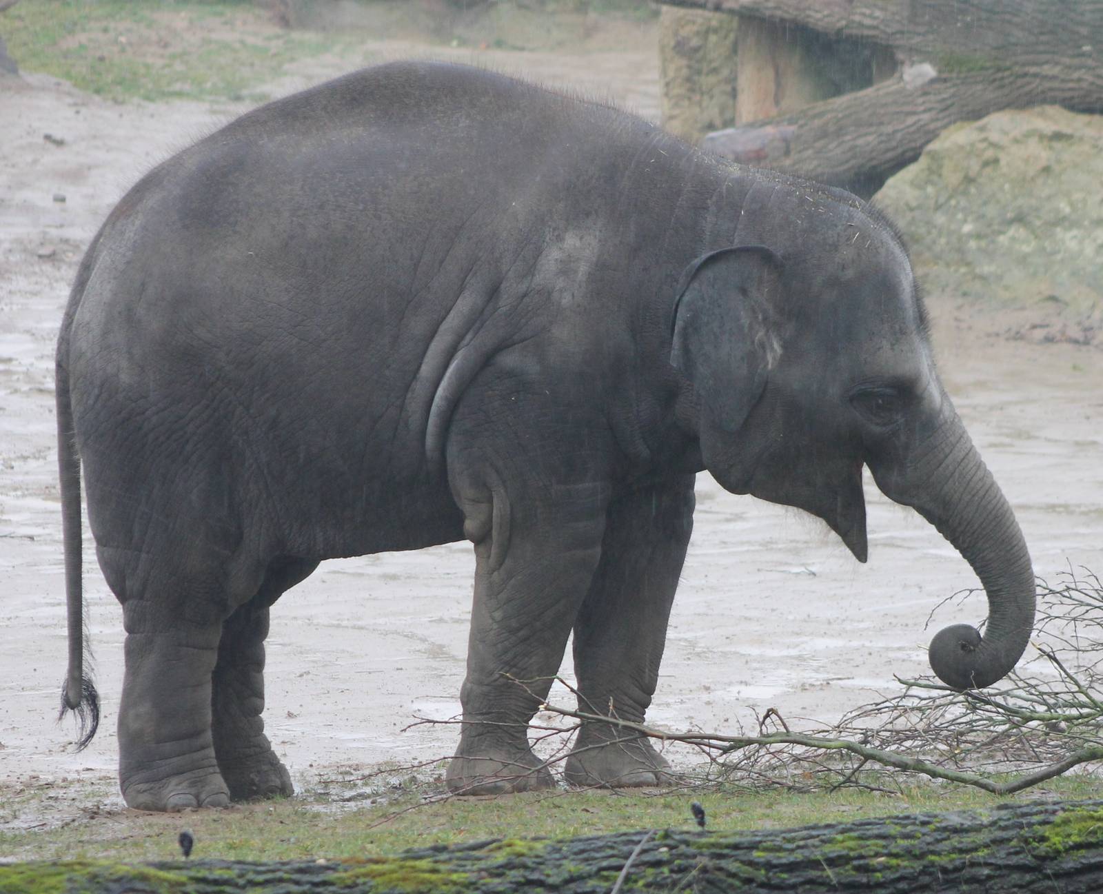 Young Asian elephant