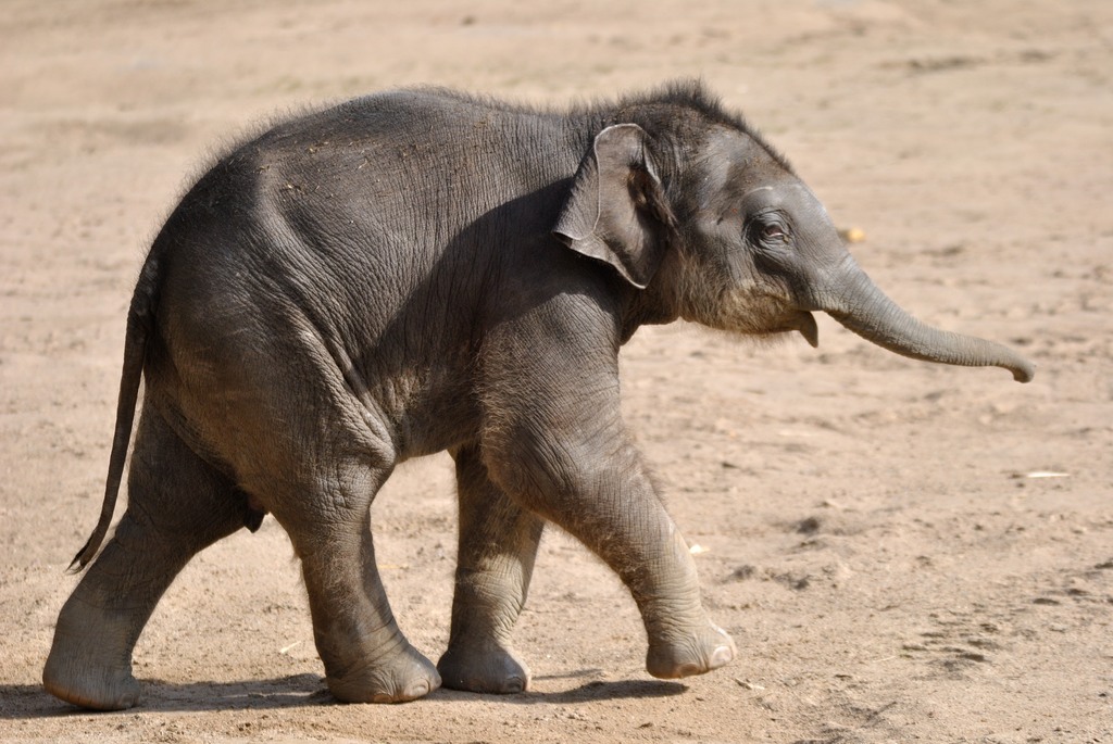 Young Asian elephant