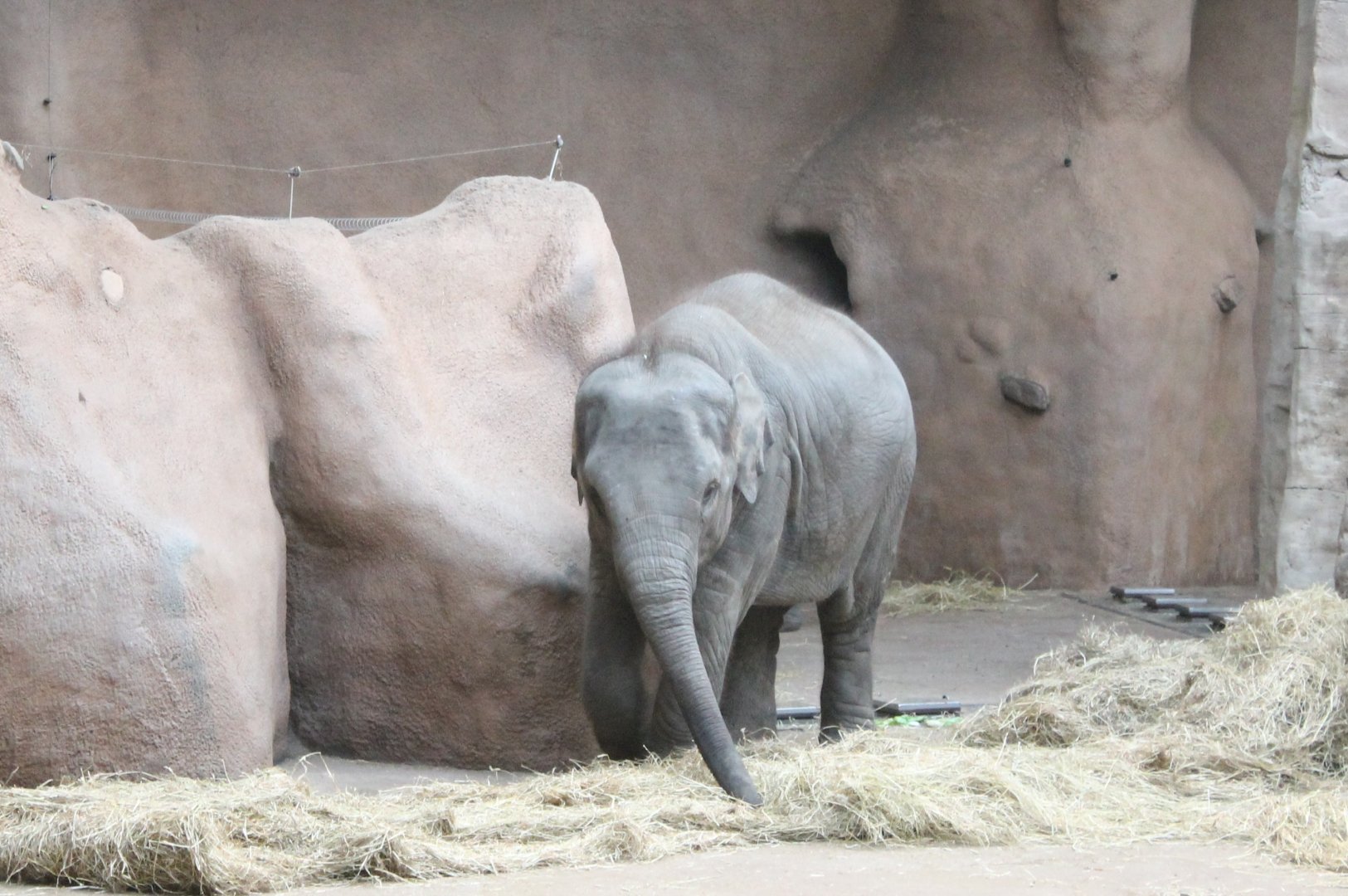Young Asian elephant