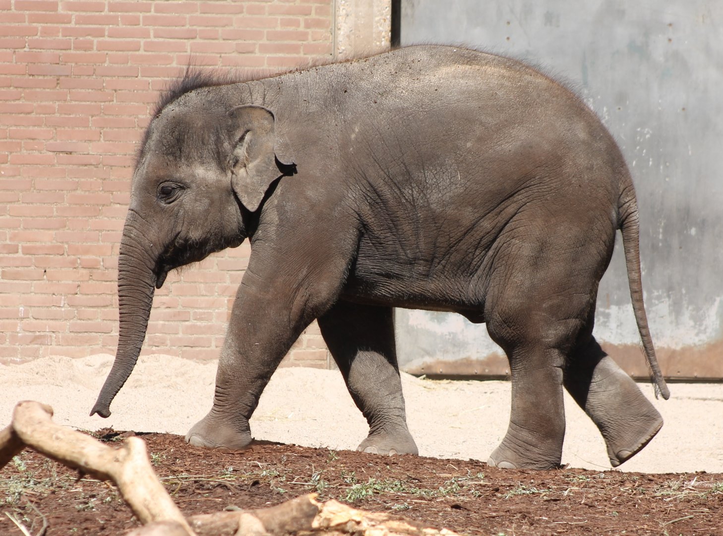 Young Asian elephant