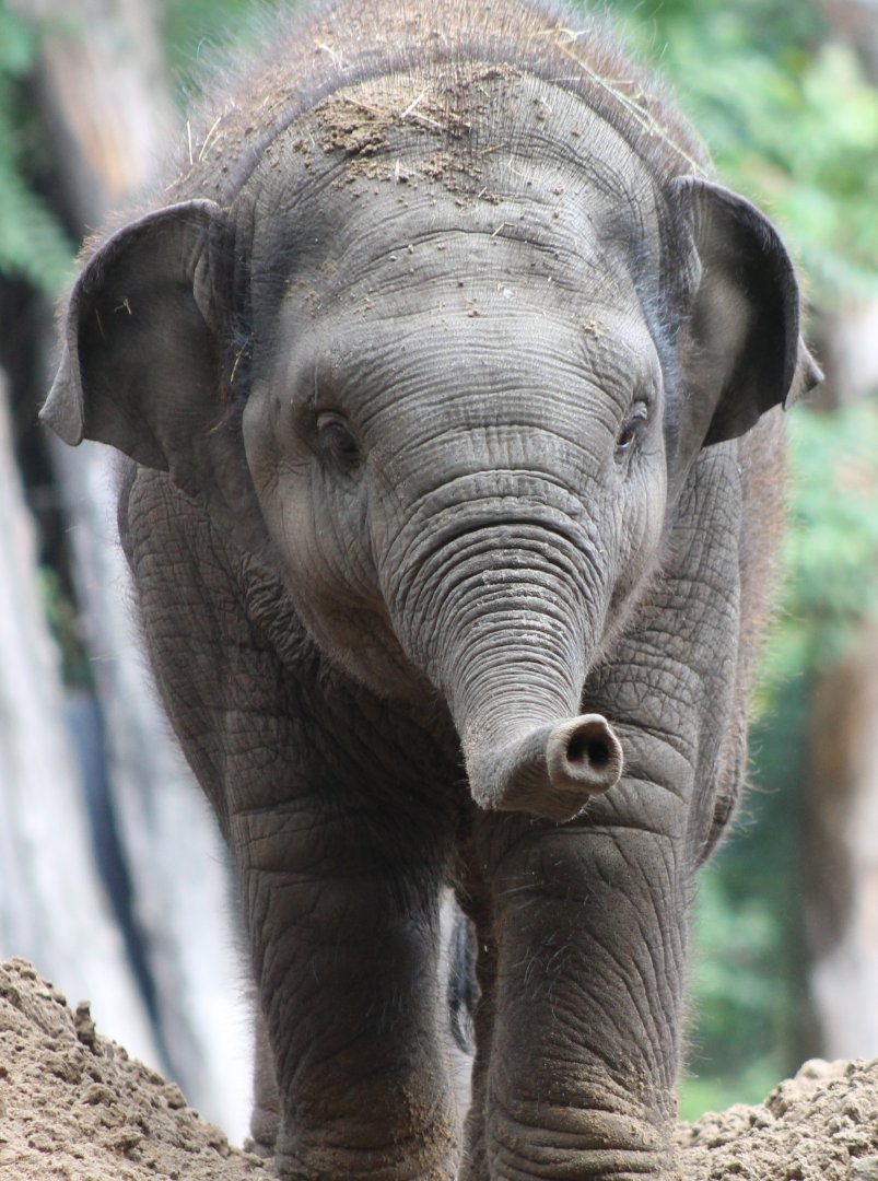 Young Asian elephant
