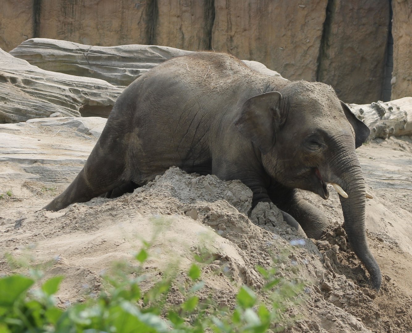 Young Asian elephant