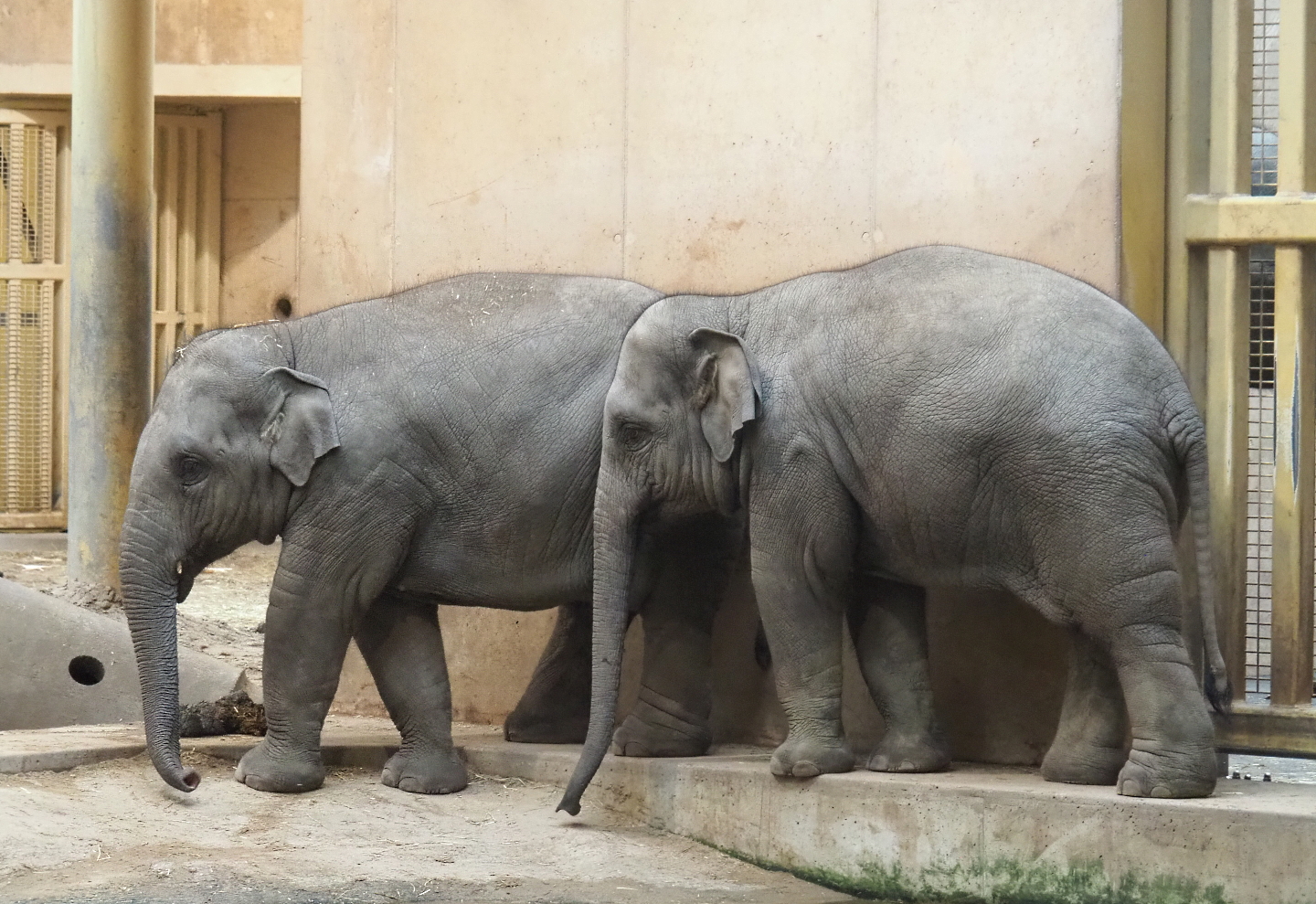 Young Asian elephants (Elephas maximus), 2021-11-06