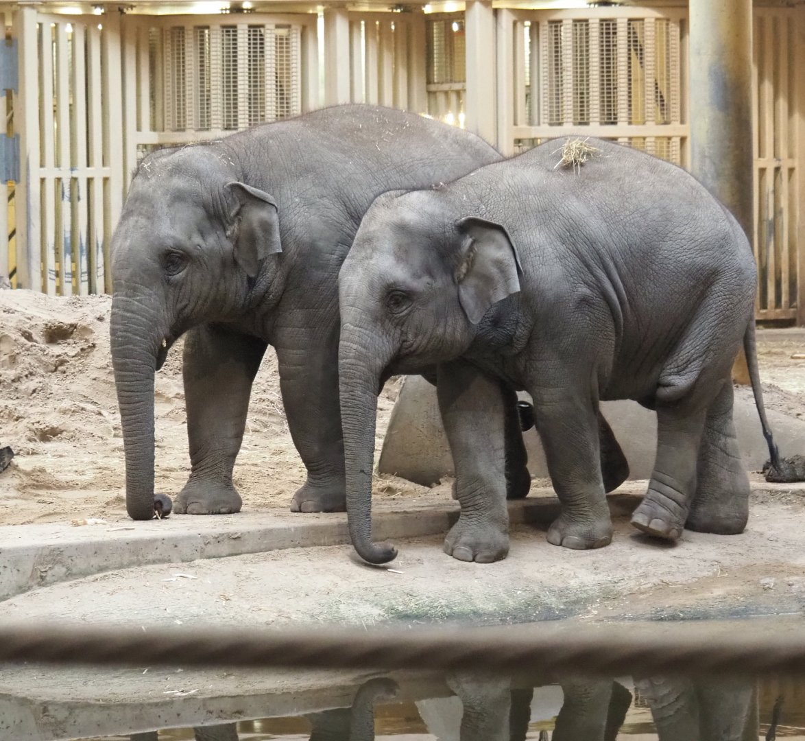 Young Asian elephants (Elephas maximus), 2021-11-06