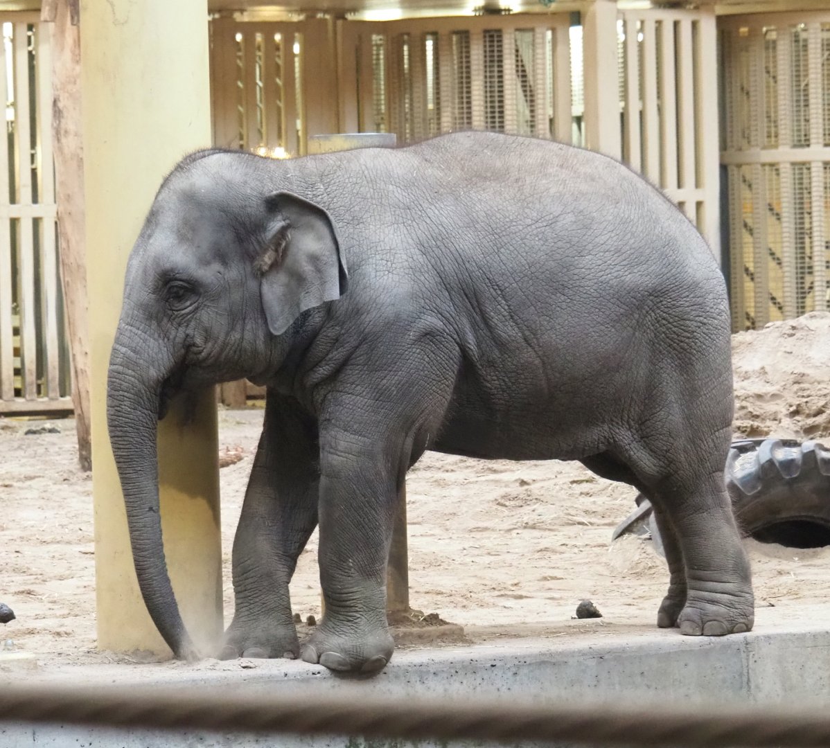 Young Asian elephants (Elephas maximus), 2021-11-06