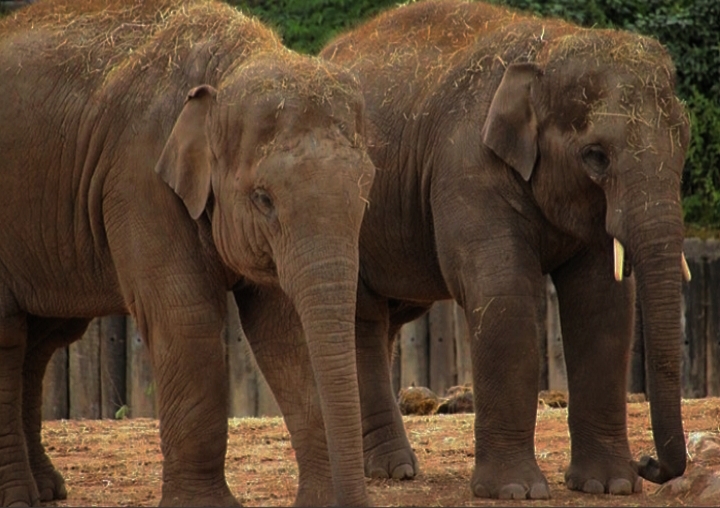 Young Asian Elephants