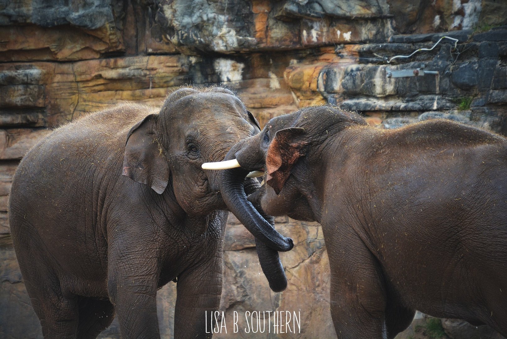 Young Asian Elephants