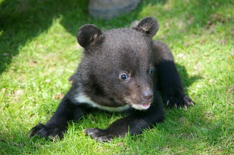 Young Asiatic black bear in Bad Pyrmont