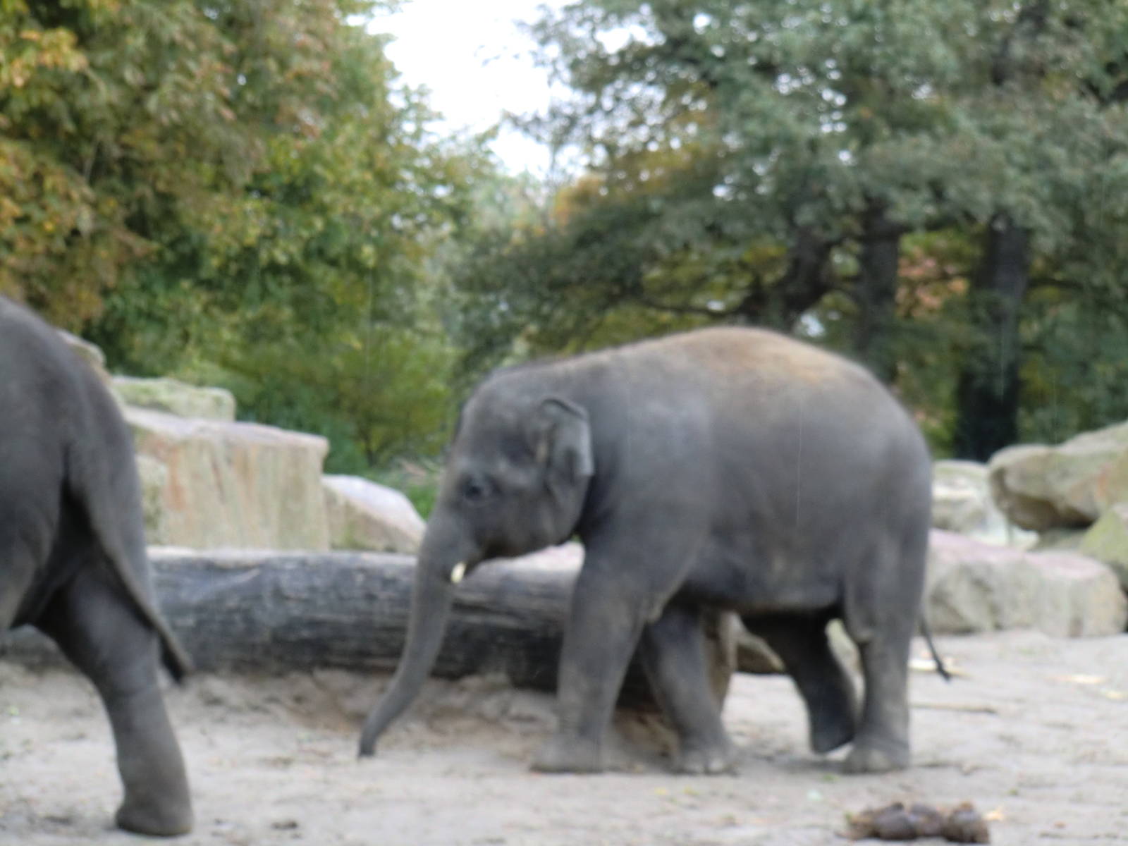 Young Asiatic Elephant, 24-10-2010