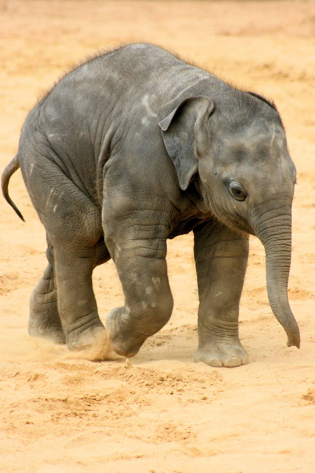 Young Asiatic elephant; Hannover; 25th June 2013