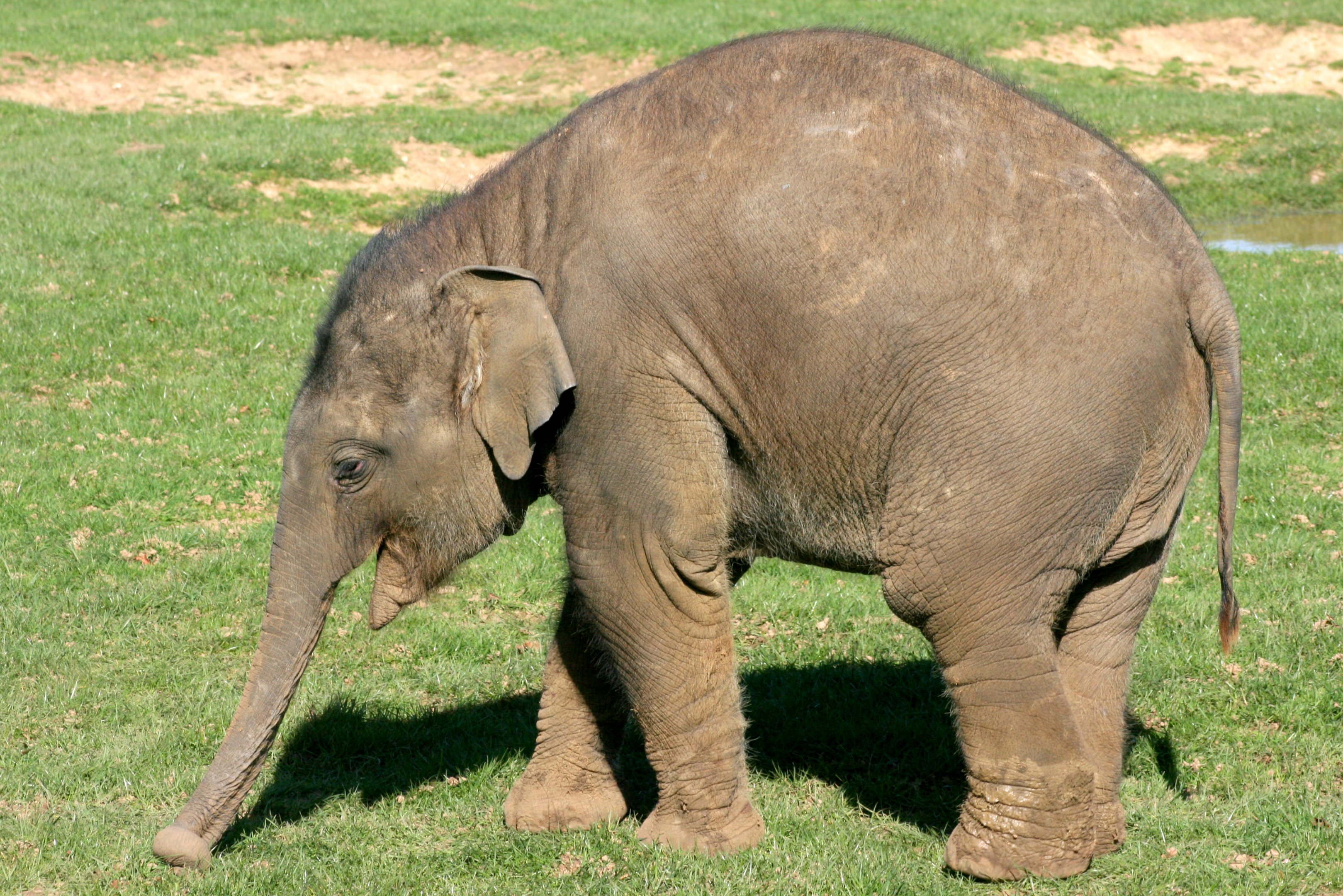 Young Asiatic Elephant; Whipsnade; 25th March 2017