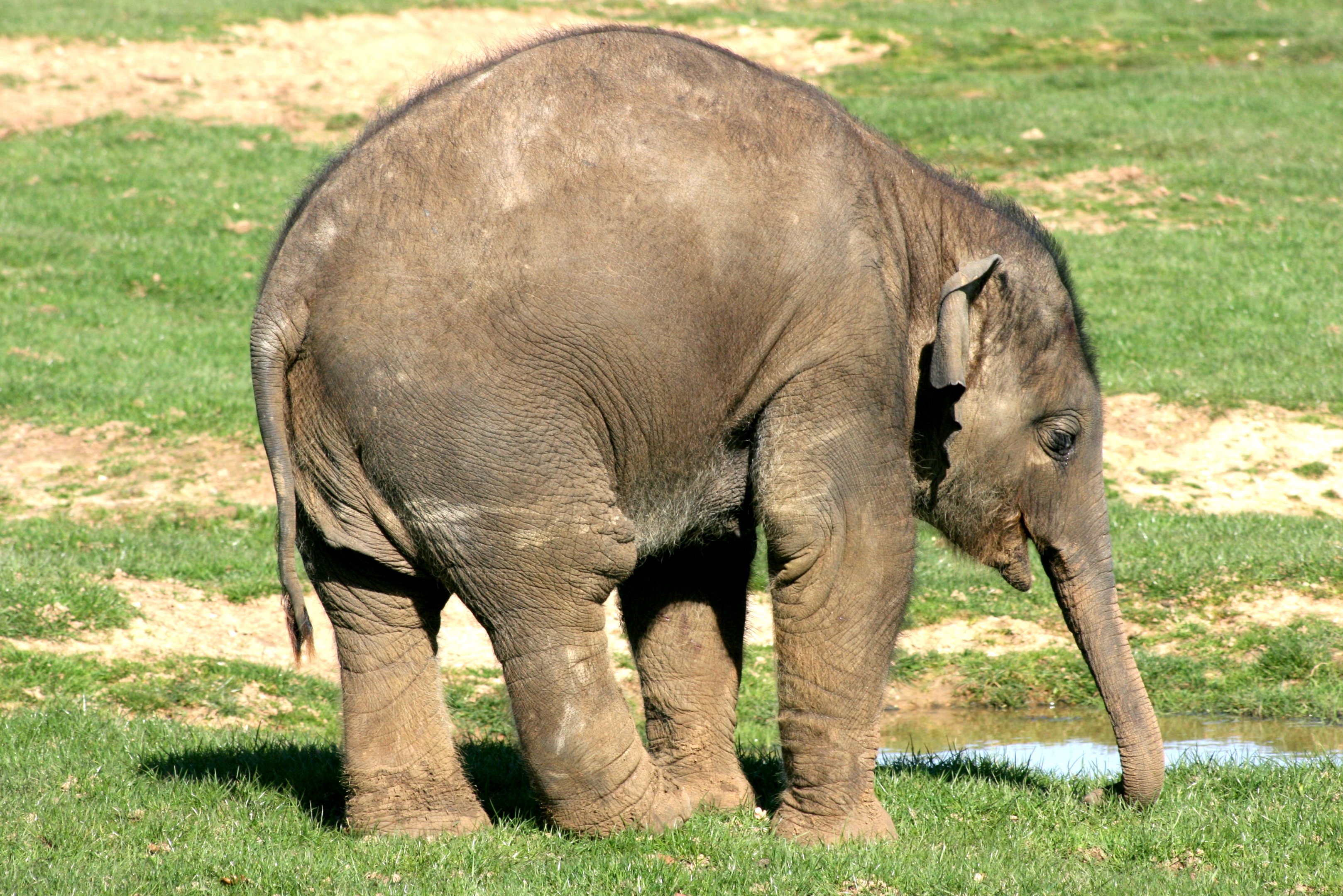 Young Asiatic Elephant; Whipsnade; 25th March 2017