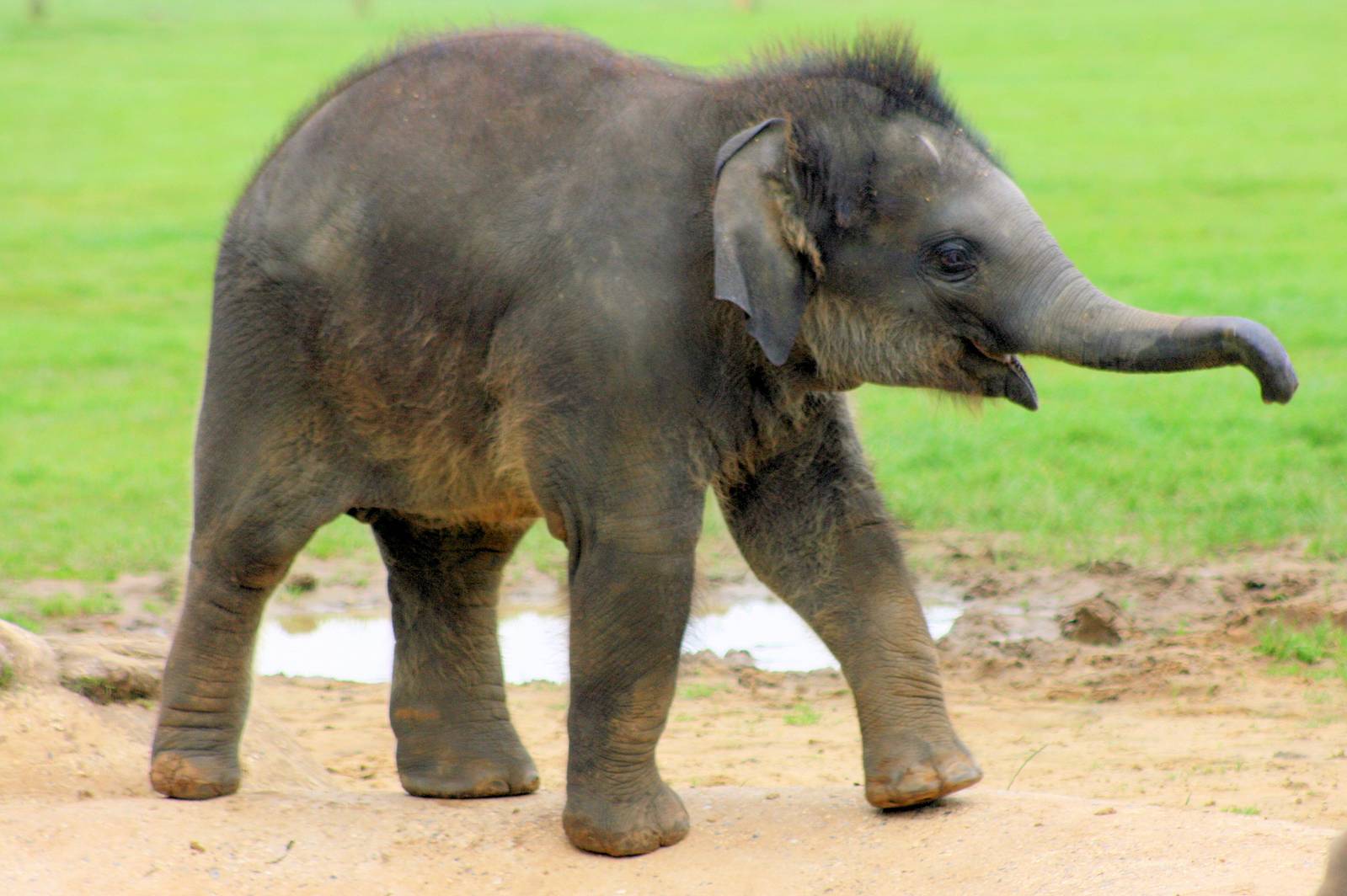 Young Asiatic elephant; Whipsnade; 31st May 2014